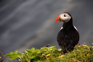İzlanda sahillerinde antika martı.