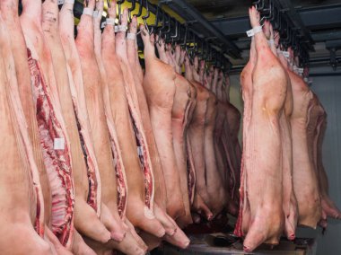 Buzdolabında bir domuz ham karkas