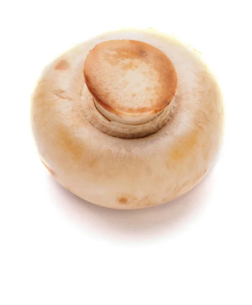 Cogumelo fresco branco em fundo isolado branco — Fotografia de Stock
