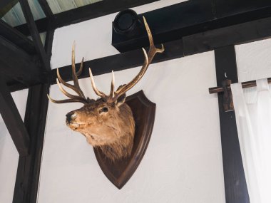 geyik Geyik kafası avcı evi duvarda doldurulmuş