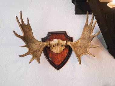 Avcı evde duvarda doldurulmuş hayvan boynuzları