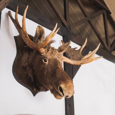 geyik Geyik kafası avcı evi duvarda doldurulmuş