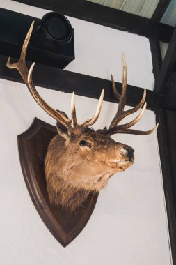 geyik Geyik kafası avcı evi duvarda doldurulmuş