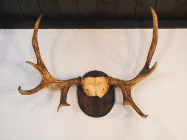 Avcı evde duvarda doldurulmuş hayvan boynuzları