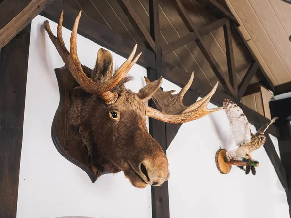 stuffed elk deer head on the wall of hunter house