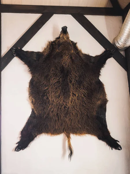 Piel de jabalí de cerdo relleno en la pared en casa de cazador —  Fotos de Stock