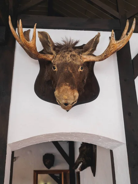 stuffed elk deer head on the wall of hunter house