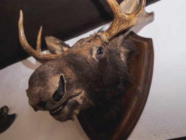 geyik Geyik kafası avcı evi duvarda doldurulmuş