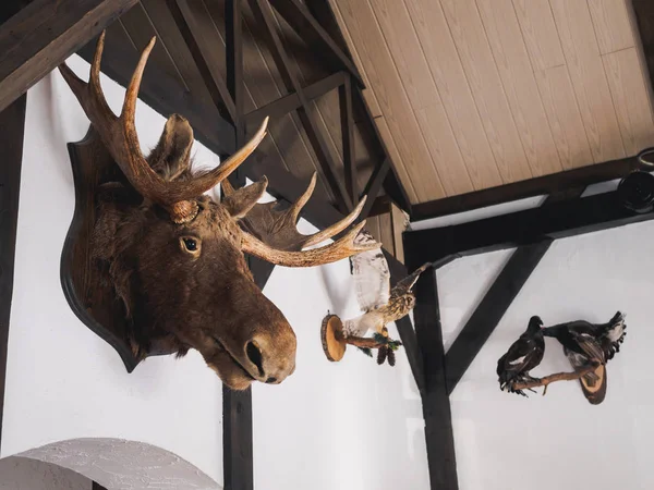 Cabeza de ciervo de alce relleno en la pared de la casa de cazador —  Fotos de Stock