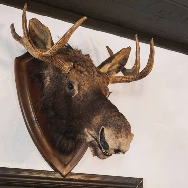 stuffed elk deer head on the wall of hunter house