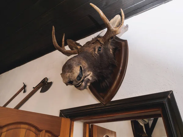 Cabeza de ciervo de alce relleno en la pared de la casa de cazador —  Fotos de Stock