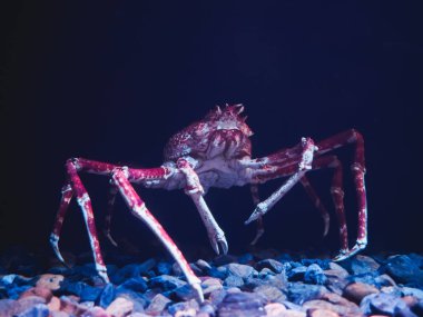 Japanese spider crab with long legs. lisbon oceanarium clipart