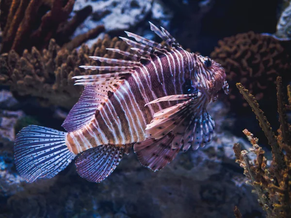 Peixe-zebra-leão-listrado no Oceanário de Lisboa — Fotografia de Stock