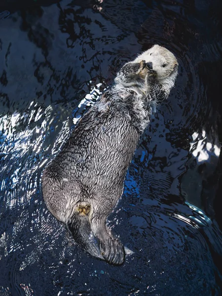 Duże Wydra pływa w oceanarium w Lizbonie — Zdjęcie stockowe