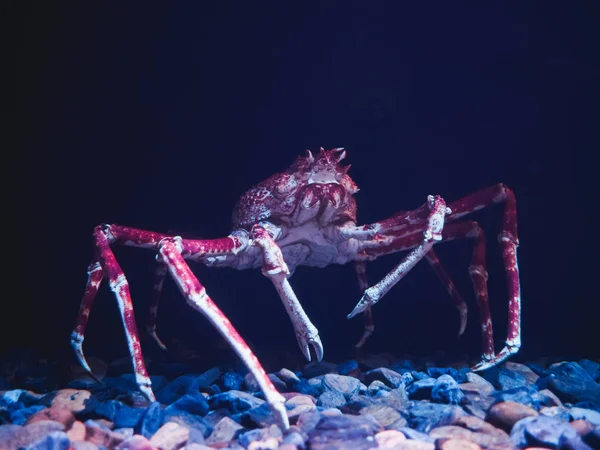 Uzun bacaklar ile Japon örümcek yengeç. Lizbon Oceanarium