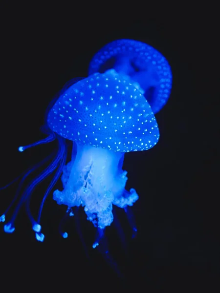 深水上的蓝色水母。里斯本水族馆 — 图库照片