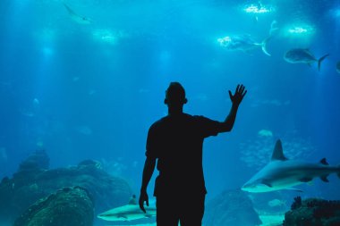 Balık yılında Oceanarium camın izleyen adamım