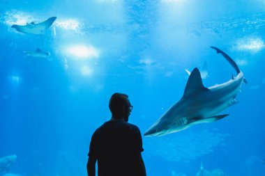 Balık yılında Oceanarium camın izleyen adamım