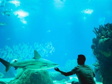 Balık yılında Oceanarium camın izleyen adamım