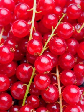 Frenk üzümü dallarında makro arka plan doku