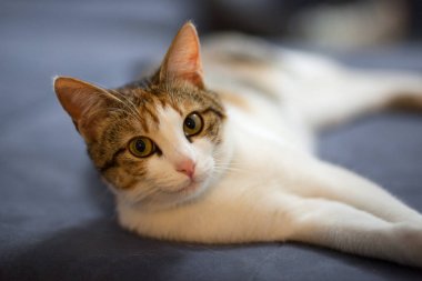 Evin içinde oynayan kedi