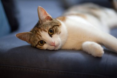 Evin içinde oynayan kedi