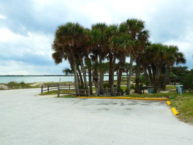 Sahilde Palm grove