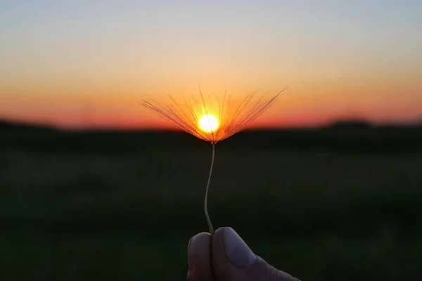 Úžasné blowball v západu slunce světlo — Stock fotografie