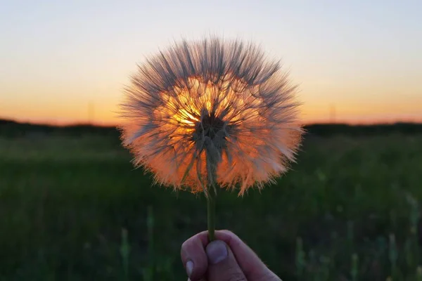 Erstaunliche Pusteblume im Sonnenuntergang — Stockfoto