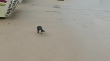 karga ilgi ile kumsalda yürür ve kameraya benziyor