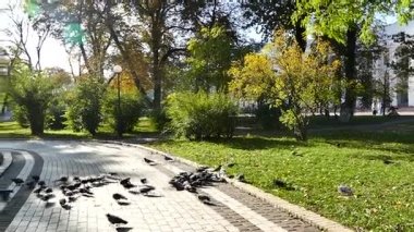 Kız korkutmak ve bir sürü, güvercinler ve onlar sinek içinde farklı yönlere dağıldılar