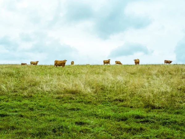 Cow herd grazing on the horizon, vibrant simple pasture — Stock Photo, Image