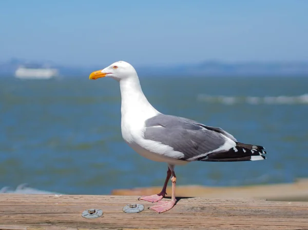 Seagull resting on wooden rail near sea — Stock Photo, Image