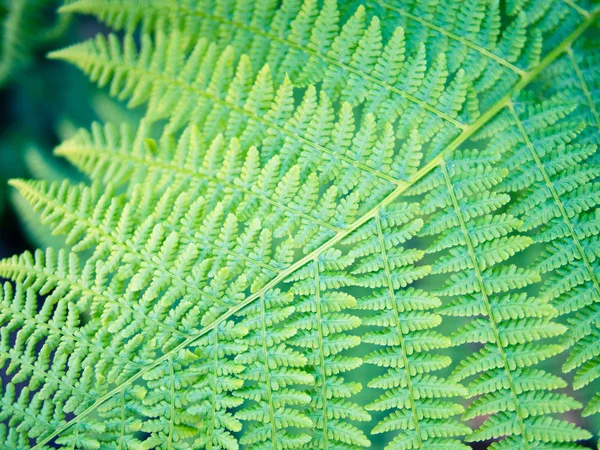 Ornamento di foglie di felce, diagonale simmetrica, verde fresco — Foto Stock
