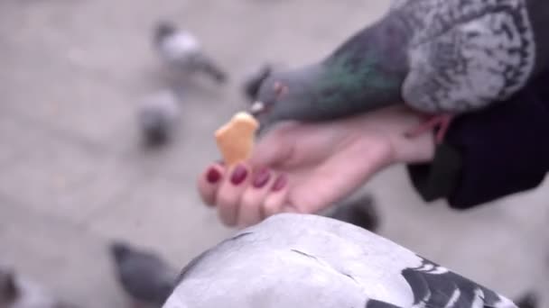 Mujeres habd alimentación palomas fuera — Vídeos de Stock