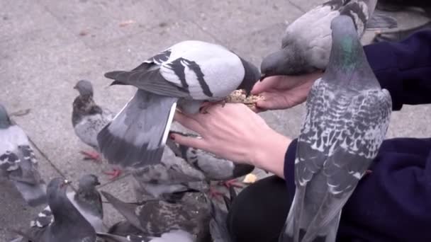 Pigeaons äter från kvinnans händer — Stockvideo