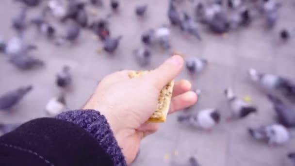 Eine Menschenhand gibt Tauben Brot — Stockvideo