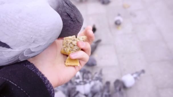 Un piccione mangia da una mano — Video Stock