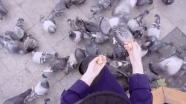 Bir kadın bir bankta oturur ve güvercinler beslemeleri