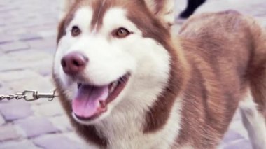Sokakta kahverengi husky ayakta