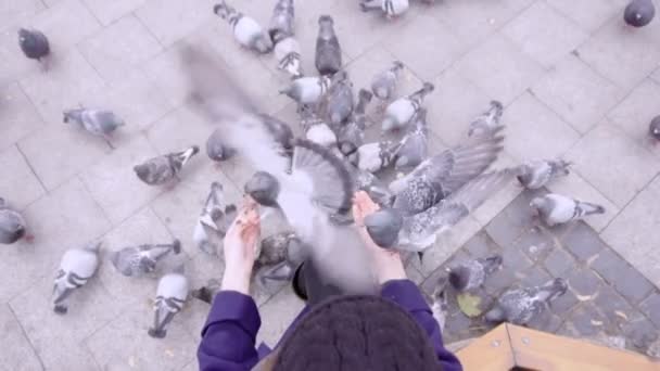 Egy nő ül egy padon, és táplálja a galambok — Stock videók