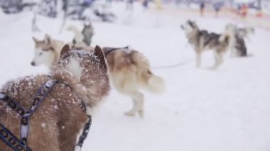 Siberian dış yapraklar çalıştırmak için bekleyen karda takım. Sabırsızlık