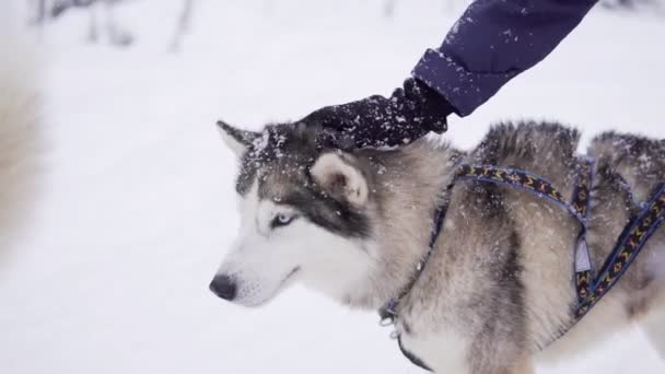 Personen hand is het aaien van Siberische Husky in de sneeuw — Stockvideo