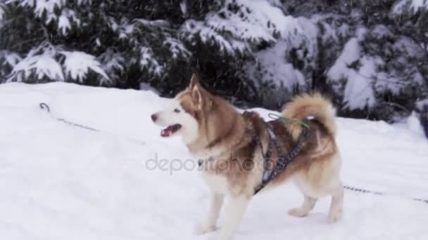 Le jeune Husky sibérien aboie dans la neige attendant de courir. Impatience — Video