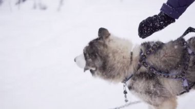 Genç siberian dış yapraklar başını sallayarak