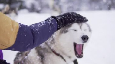 Kişi el esniyor Sibirya Husky okşayarak