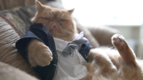 Kot perski w garniturze z muszką i kurtka siedzi na kanapie jak szef. — Wideo stockowe