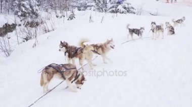 Siberian dış yapraklar sistemi çalıştırmak için bekleyen grup
