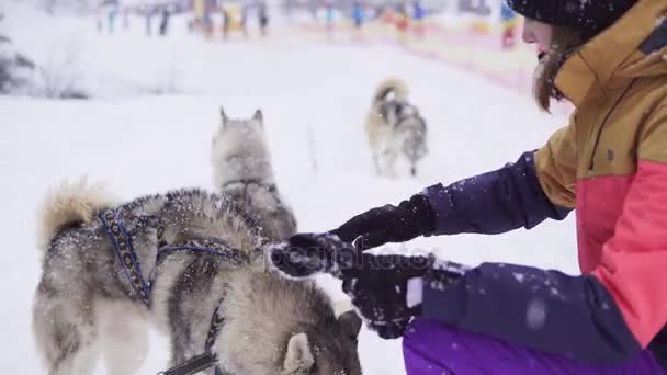 Güzel kız köpek sarılma. Siberian dış yapraklar kızla — Stok video