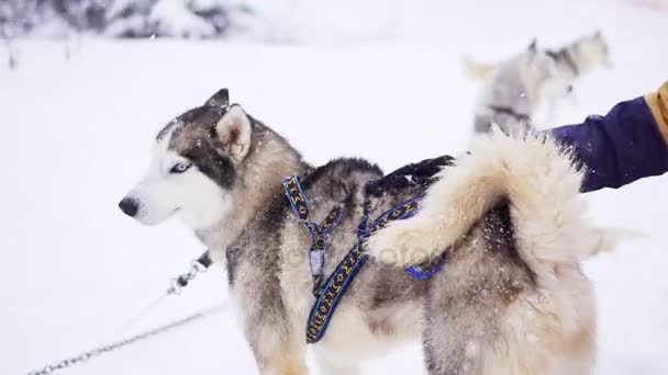 A mão das pessoas está acariciando Husky siberiano na neve — Vídeo de Stock